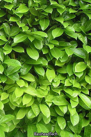 wallpaper green leaves. Wallpapers